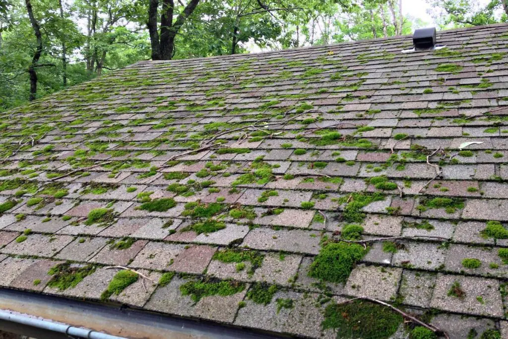 Moss-covered shingle roof with surrounding trees.